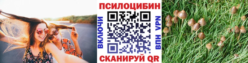 Псилоцибиновые грибы Psilocybine cubensis  Пласт 